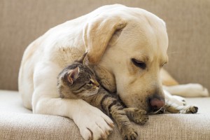 Every Day Sacred - kitten and dog cuddling