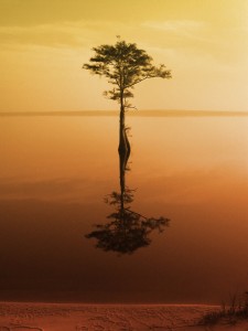 Every Day Sacred - tree in water