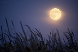 Every Day Sacred - full harvest moon and corn stalks
