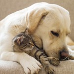 Every Day Sacred - kitten and dog cuddling